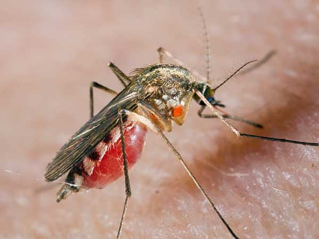 Почему комары пьют кровь — зачем комару кровь